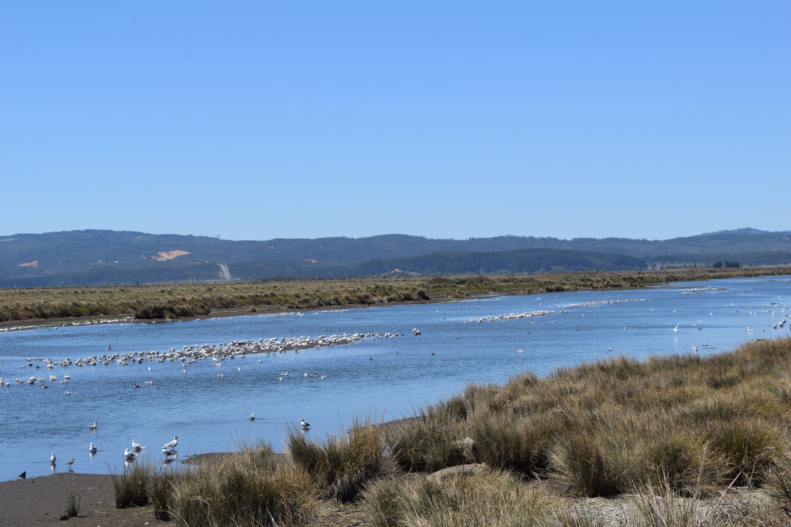 Ruta Patrimonial Humedales Urbanos del Biobío