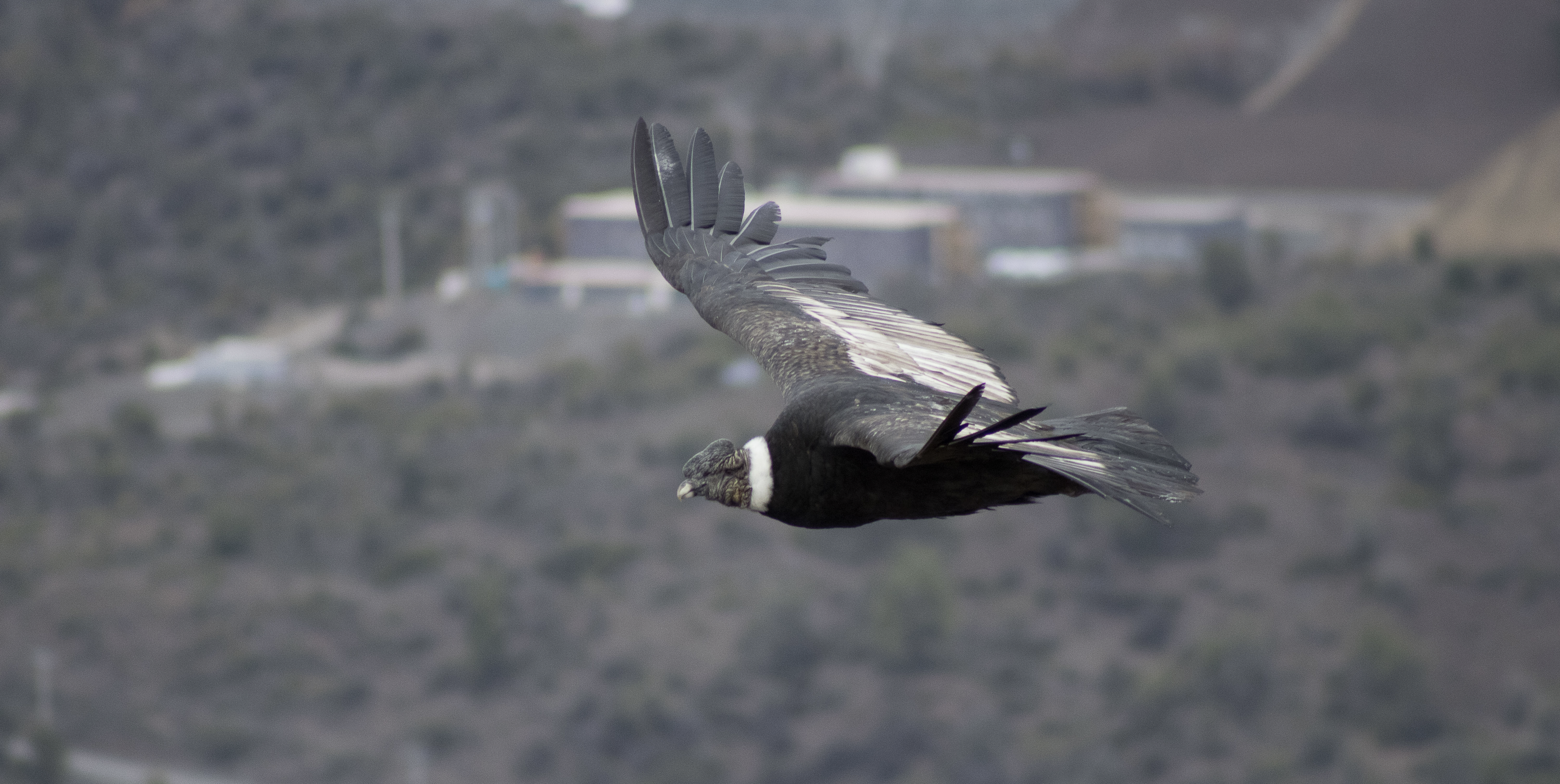 Ruta Patrimonial Andes de Santiago – Circuito Mirador de Cóndores