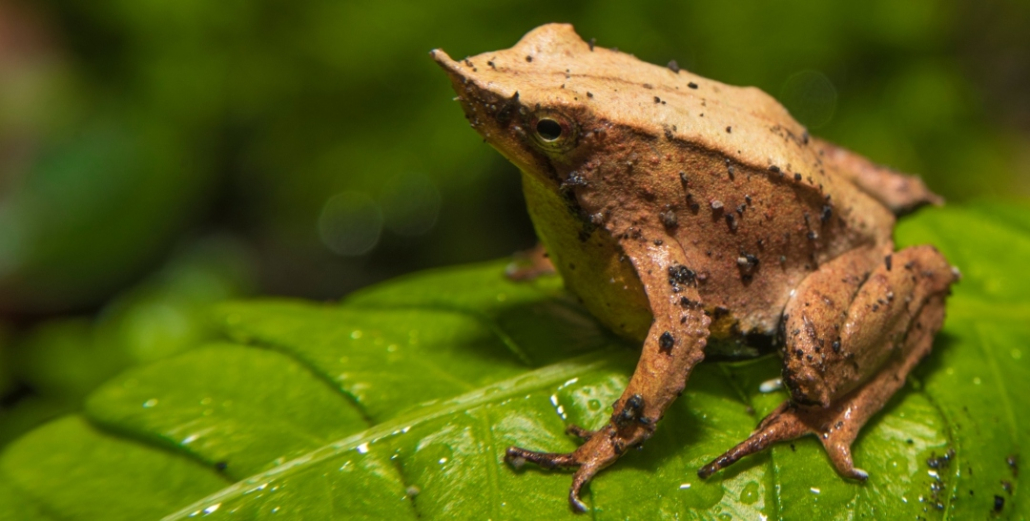 Infografía Ranita de Darwin