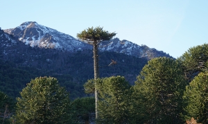 Hito 16, Araucaria en primer plano horizontal